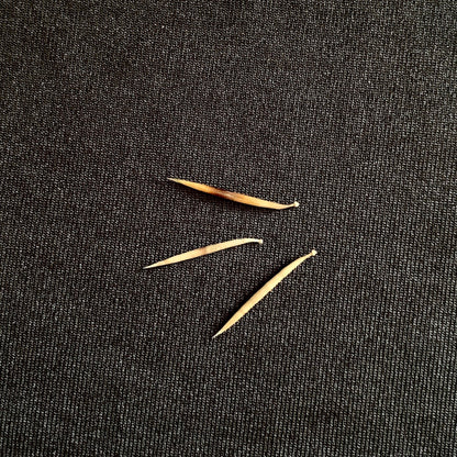 Hedgehog Quills