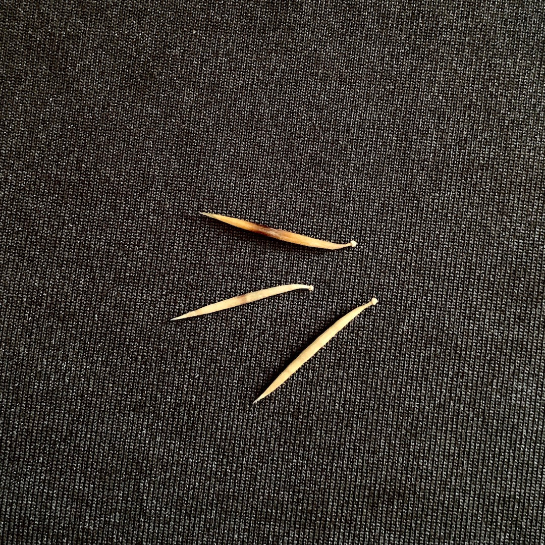 Hedgehog Quills - Oddment