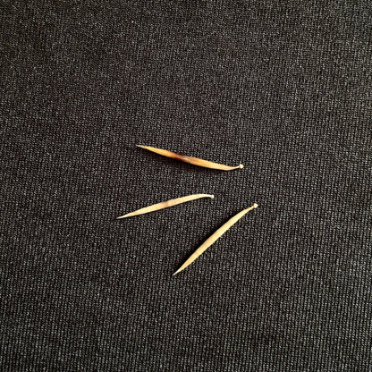 Hedgehog Quills - Oddment