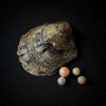 Pearl Oyster - Home Discovery Experience