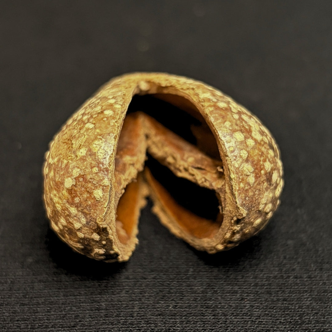 Secret-Keeper - Mokha Seedpod