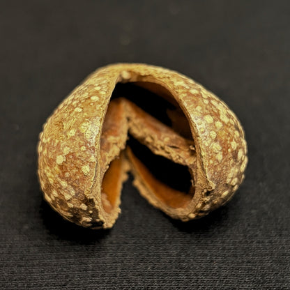 Secret-Keeper - Mokha Seedpod