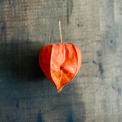 Bright Lantern - Orange Seed Pod