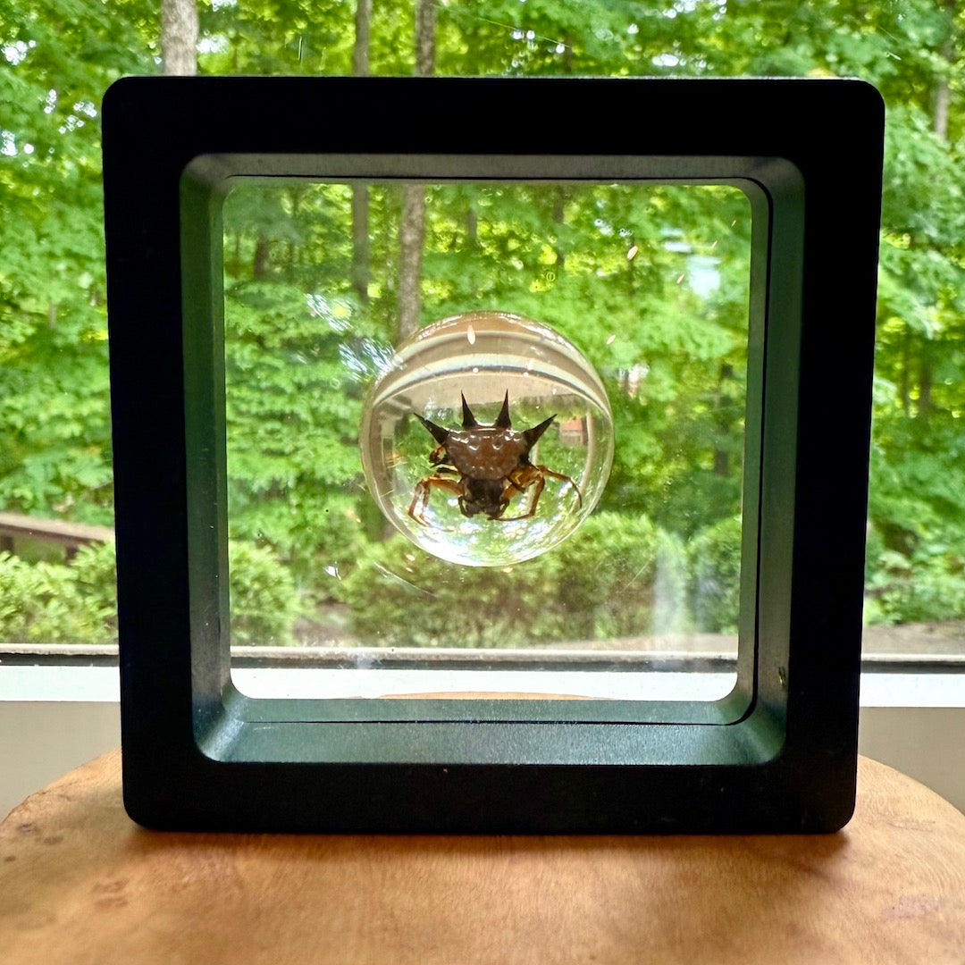Sphereical Insect Arthropod Sphere - Preserved Insect Specimen – Birdmoss
