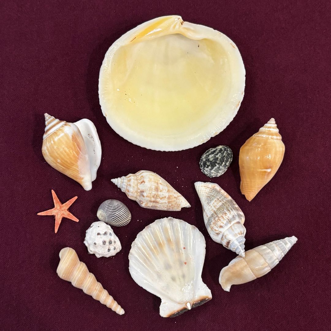 Mermaid Treasure - Oddment