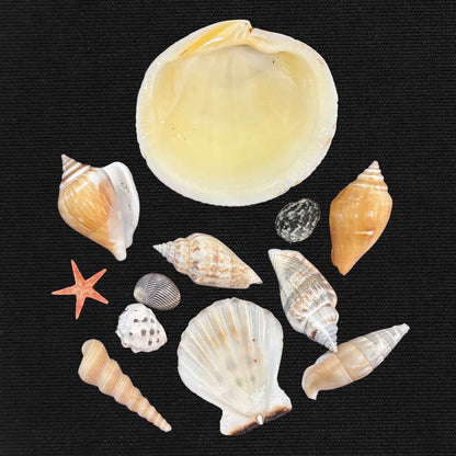 Mermaid Treasure - Oddment