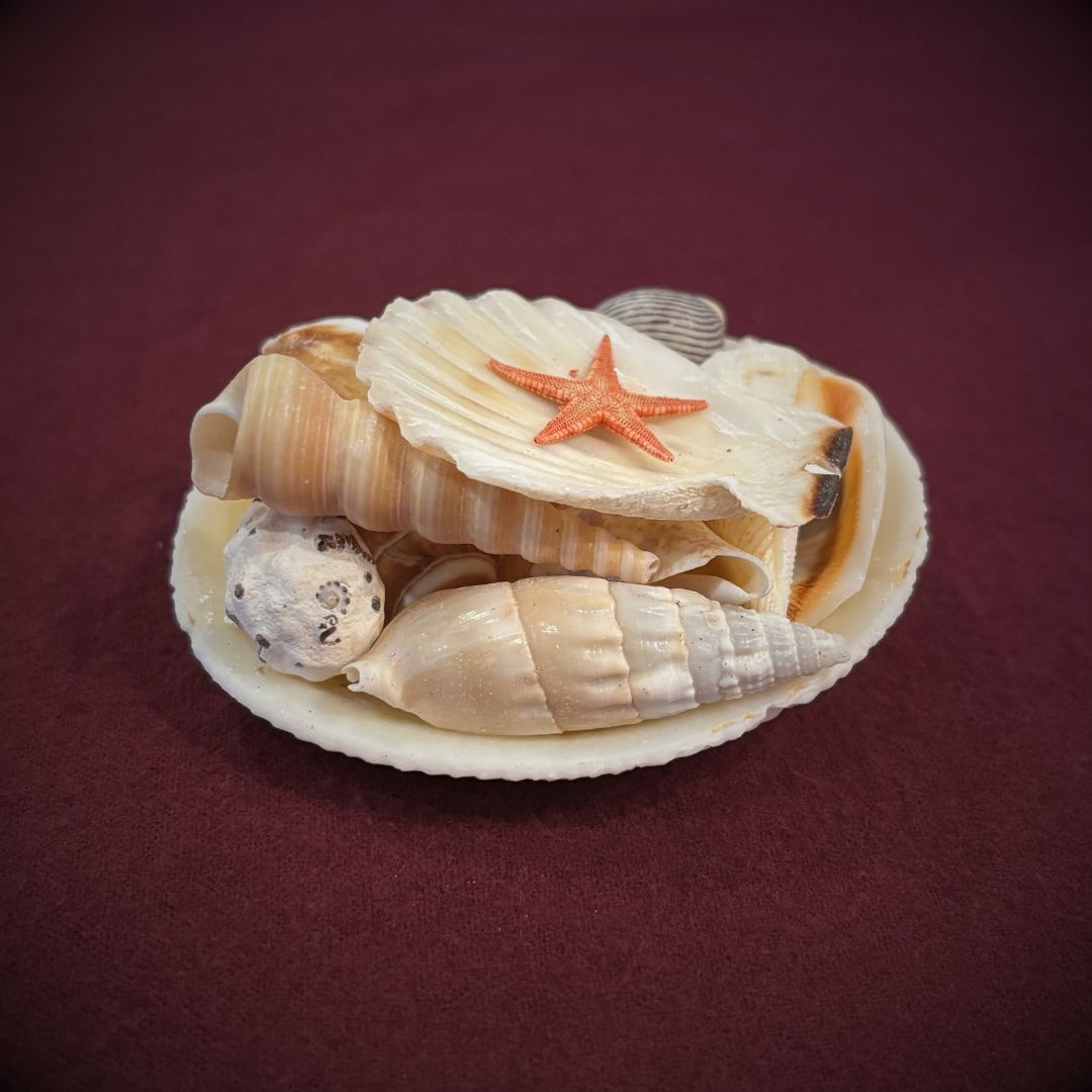 Mermaid Treasure - Oddment
