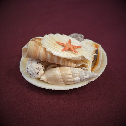 Mermaid Treasure - Oddment