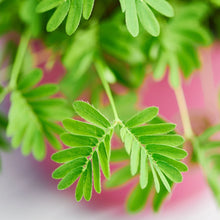 Load image into Gallery viewer, The Ferns Respond - Sensitive Plant Kit
