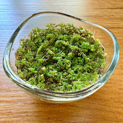 Miniature Water Garden - Rippling Glass Bowl and Tiny Ferns