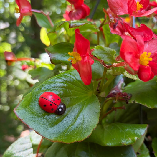 Lucky Trio - Magnetic Ladybug Plant Brooches