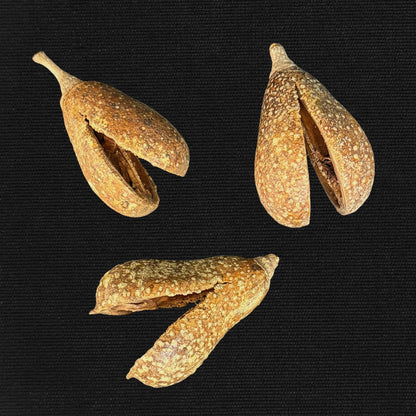 Secret-Keeper - Mokha Seedpod