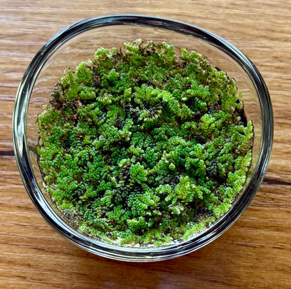 Miniature Water Garden - Rippling Glass Bowl and Tiny Ferns