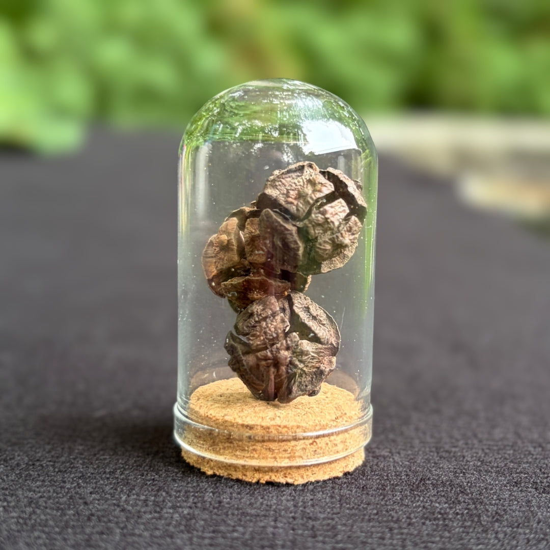 Cypress Cone Trio In Dome - Oddment