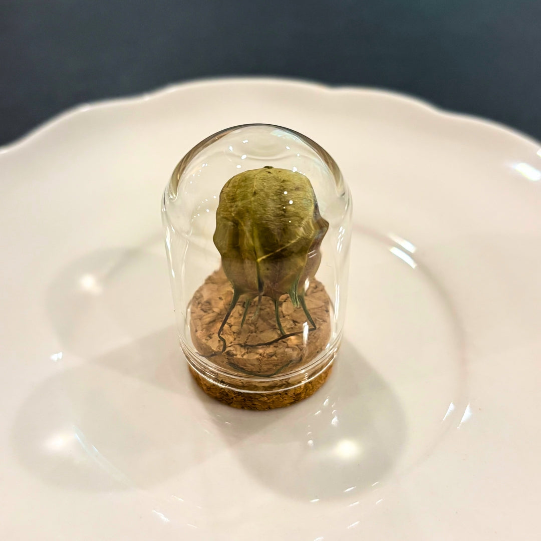 Curious Seedpod (Nigella Seedpod in Glass Dome) - Oddment