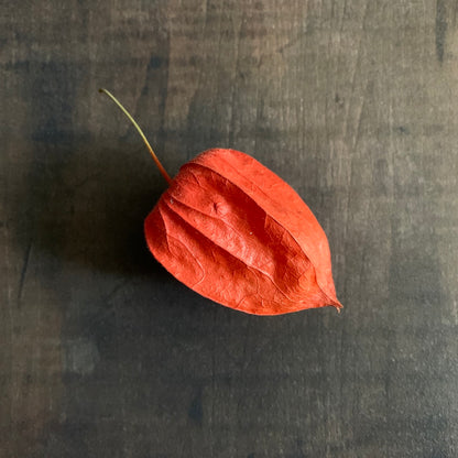 Bright Lantern - Orange Seed Pod