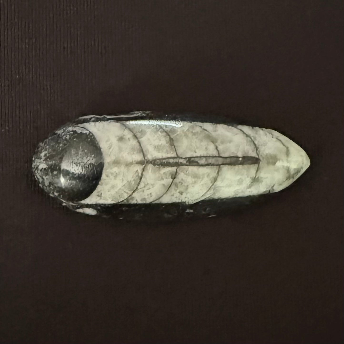 Orthoceras Fossil - Oddment