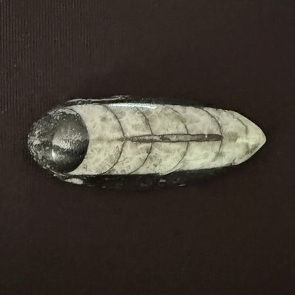 Orthoceras Fossil - Oddment