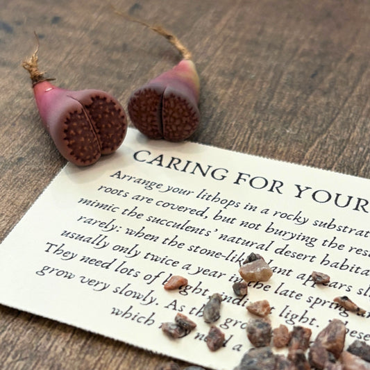 Eyes of the Serpent - Pair of Lithops Succulents