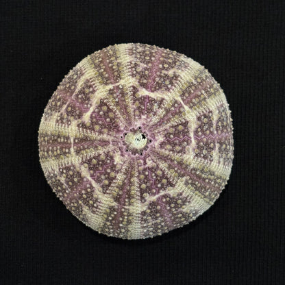 Ocean Constellations - Sea Urchin Shell