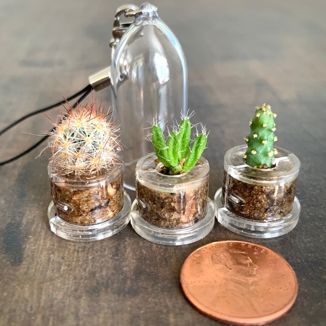 Desert Flora - Mini Cactus Terrarium
