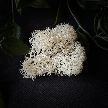 Dragon and Moss Mini