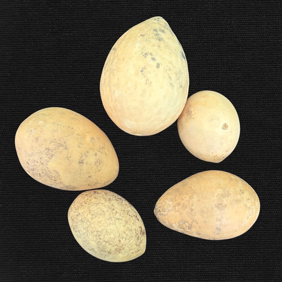 5 Egg Gourds - Oddment