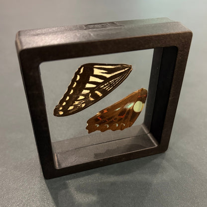 Butterfly Wings - Oddment