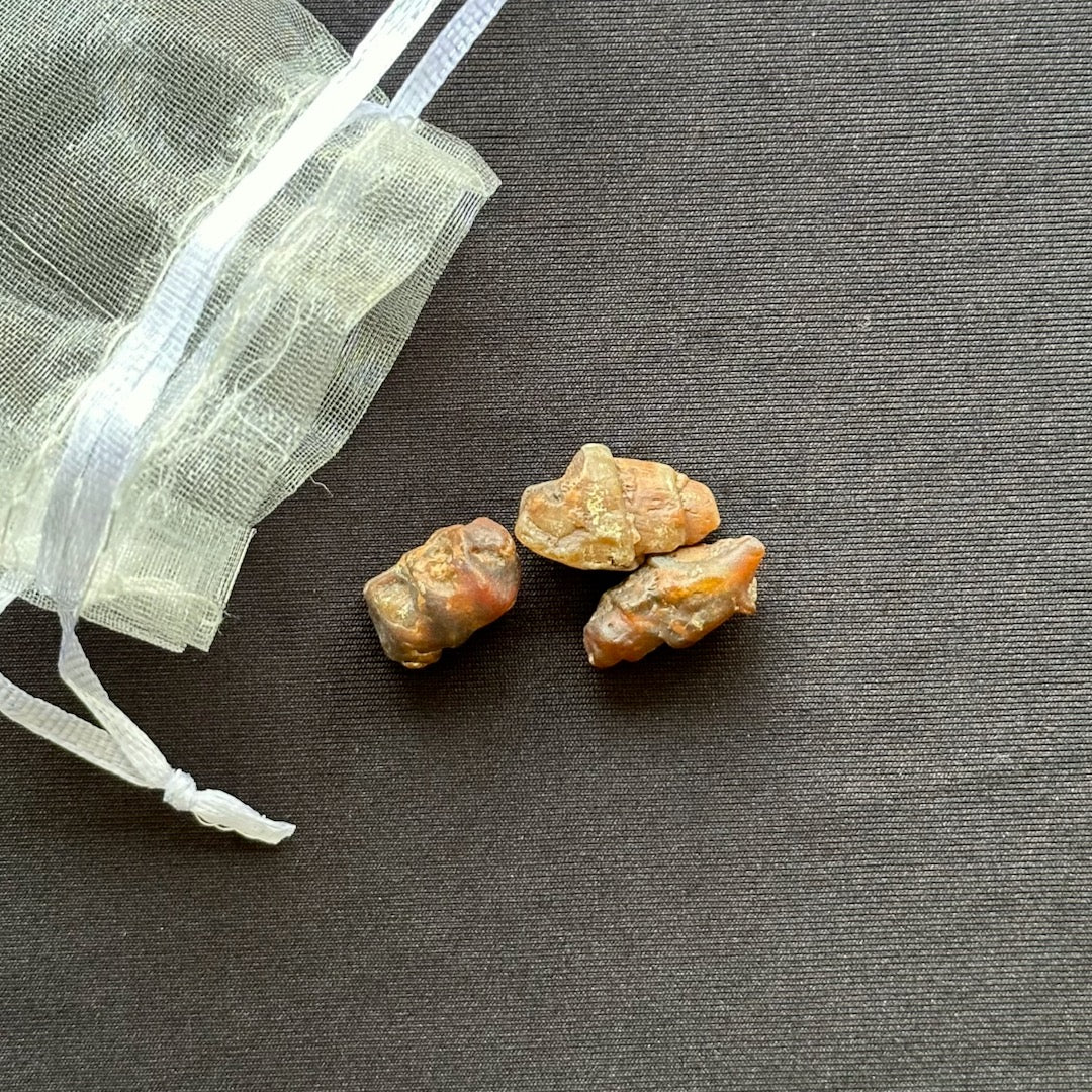 Set of 3 Gastropods - Oddment
