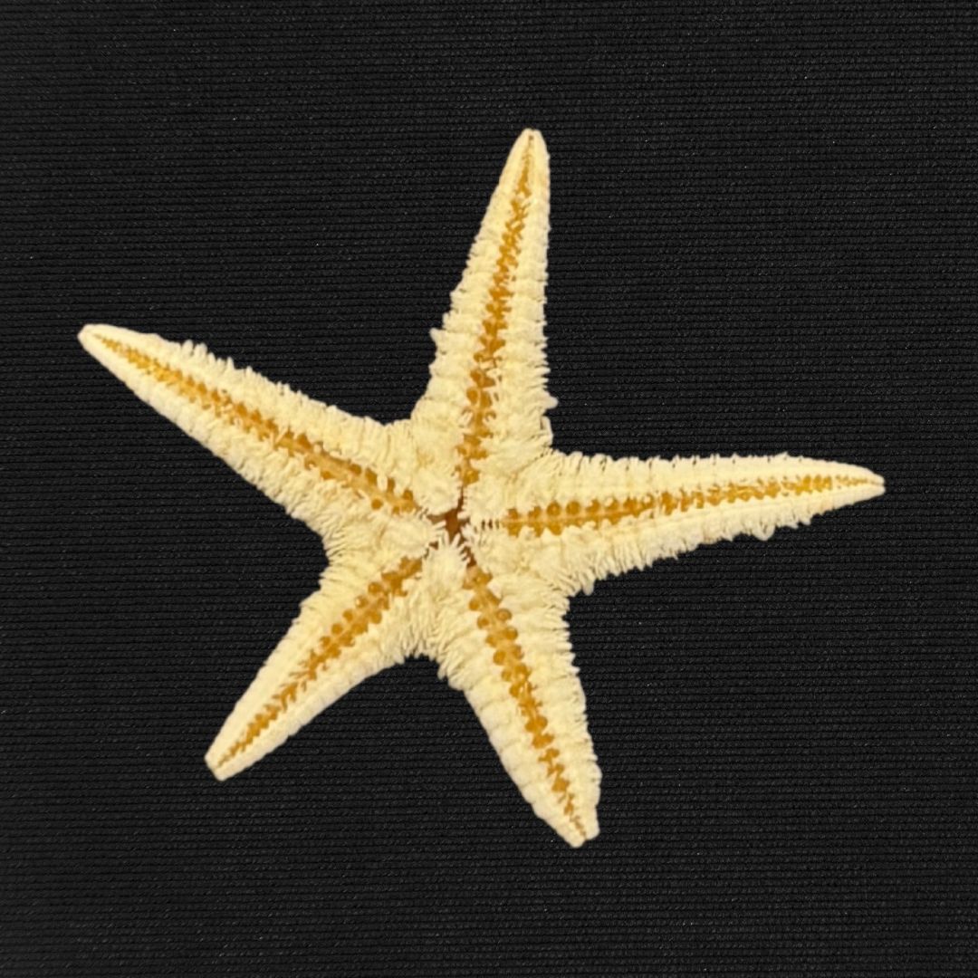 5 Small Sea Stars - Oddment