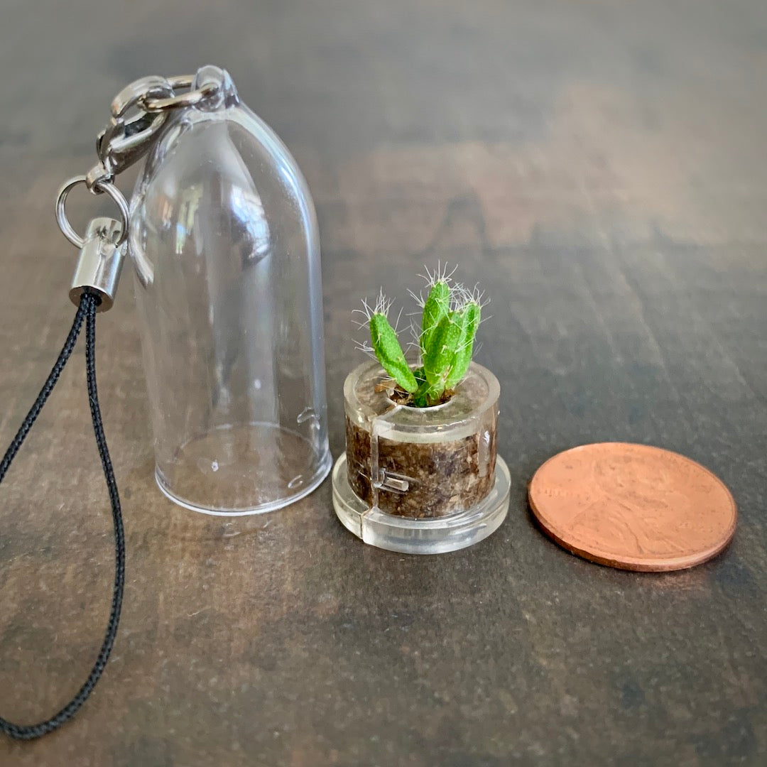 Desert Flora - Mini Cactus Terrarium