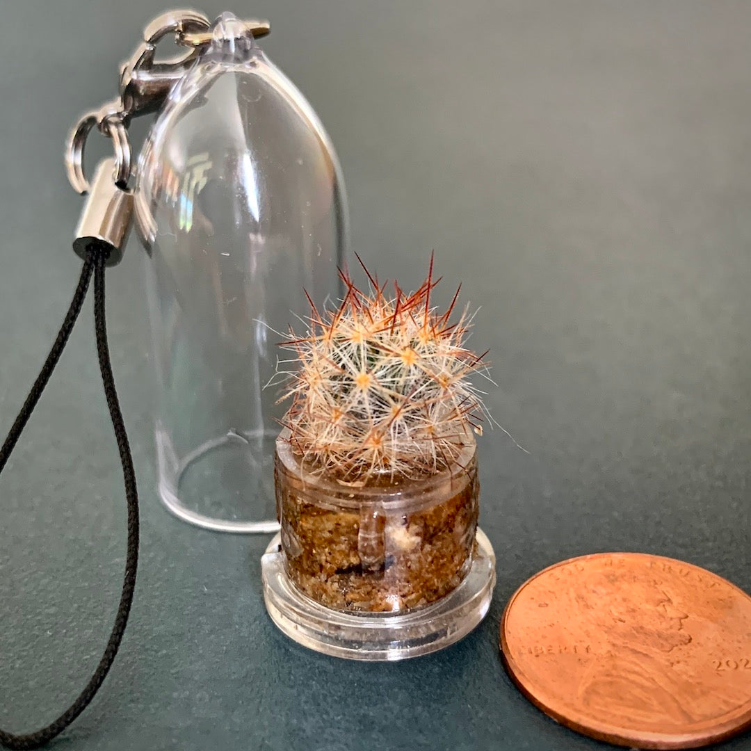 Desert Flora - Mini Cactus Terrarium