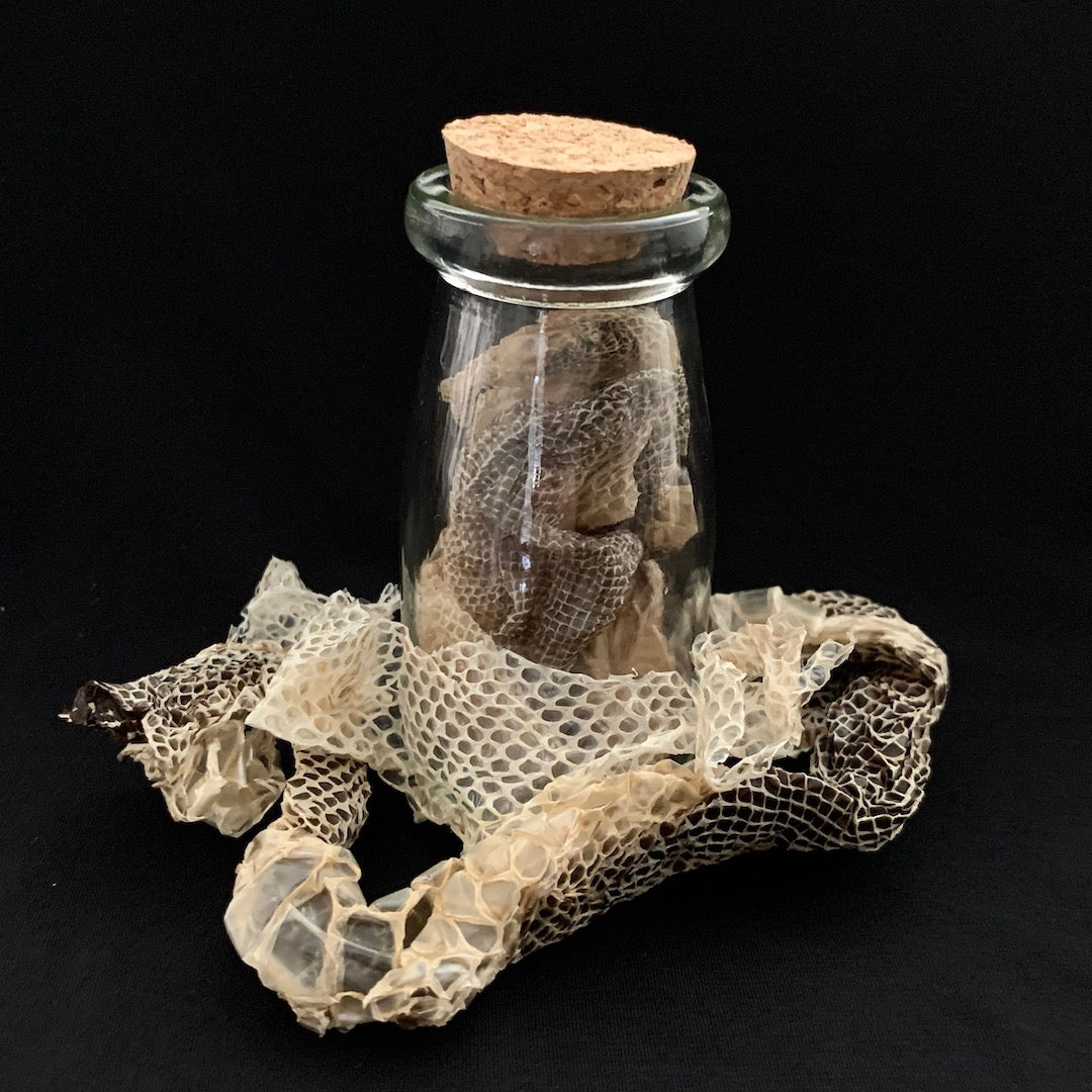 Snake Skin - Boa Constrictor Shed