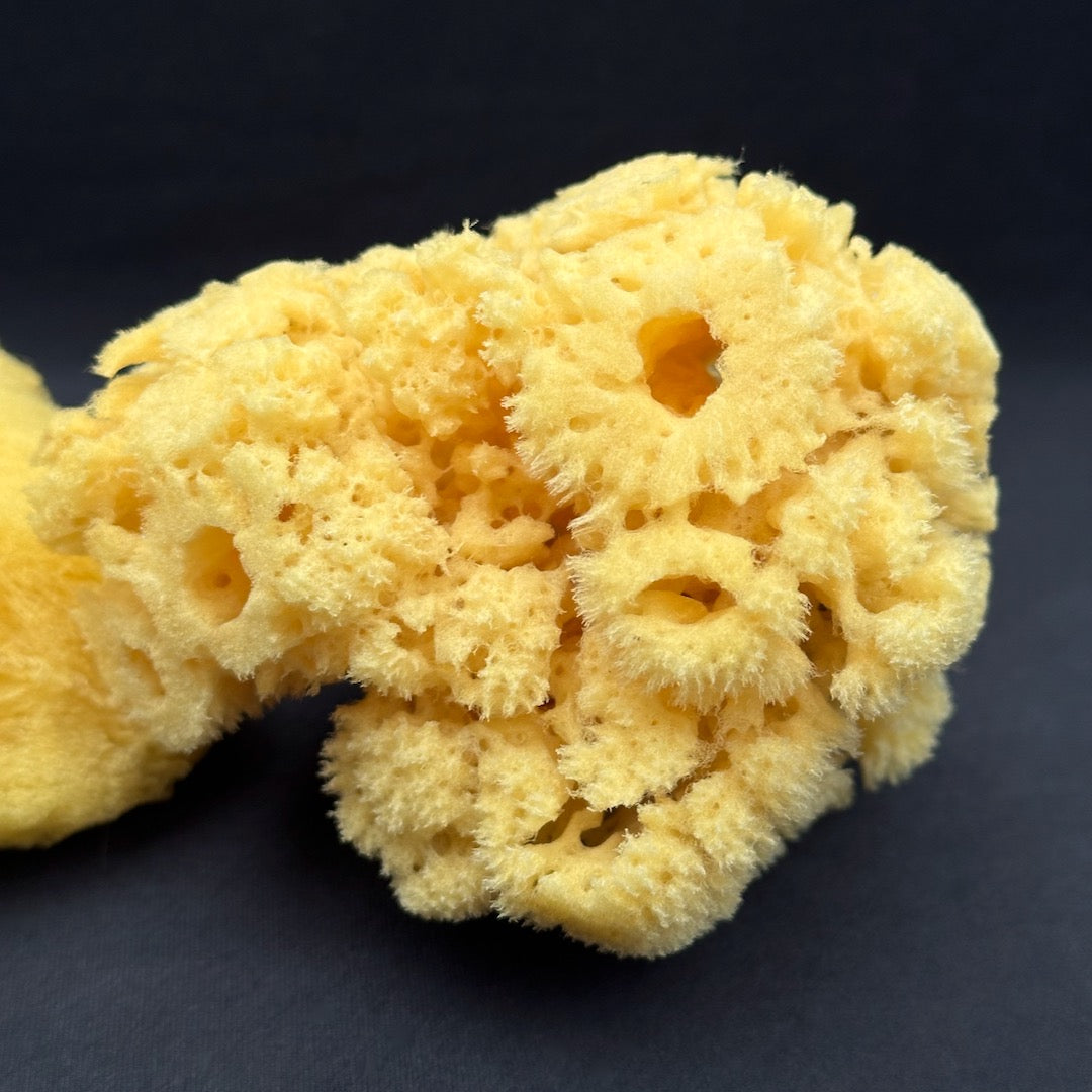 Natural Sea Sponge - Luxury Bath Accessory