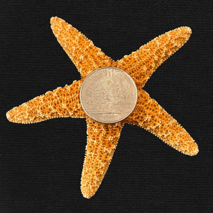 Sugar Sea Star - Oddment