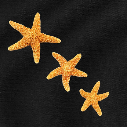 Sugar Sea Star - Oddment