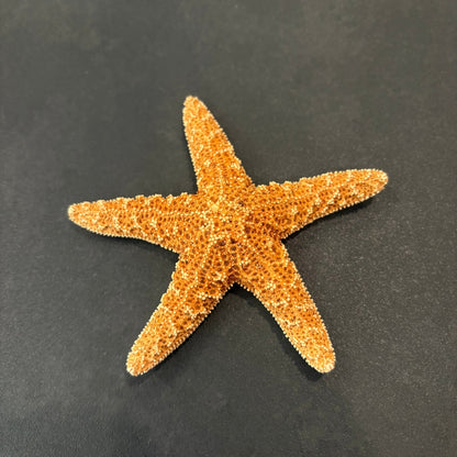 Sugar Sea Star - Oddment