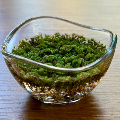 Miniature Water Garden - Rippling Glass Bowl and Tiny Ferns