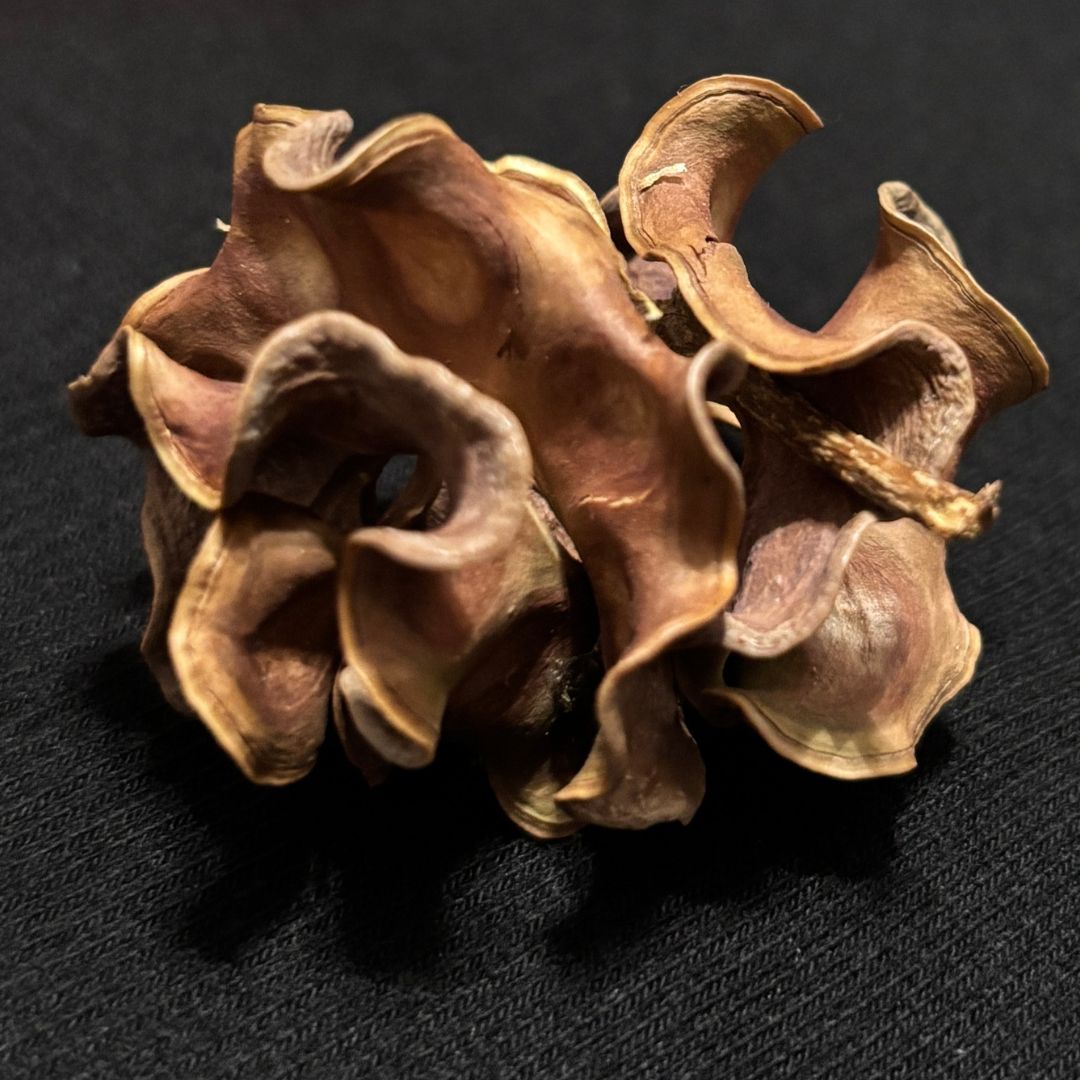 Twisted Seedpod - Acacia Pod - Oddment