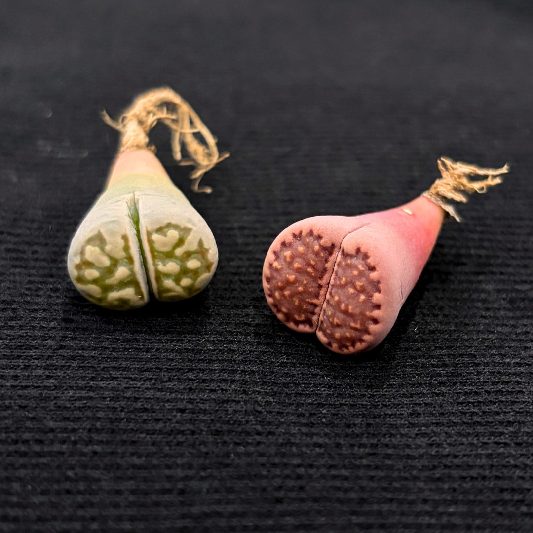 Eyes of the Serpent - Pair of Lithops Succulents