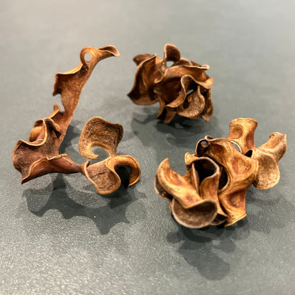 Twisted Seedpod - Acacia Pod - Oddment