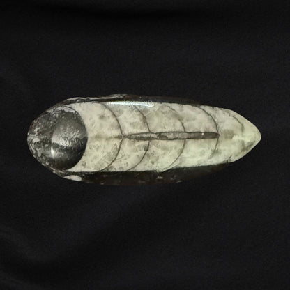 Orthoceras Fossil - Oddment