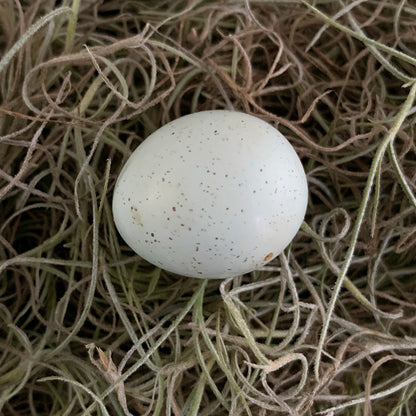 Tiny Egg - Empty Button Quail Eggshell