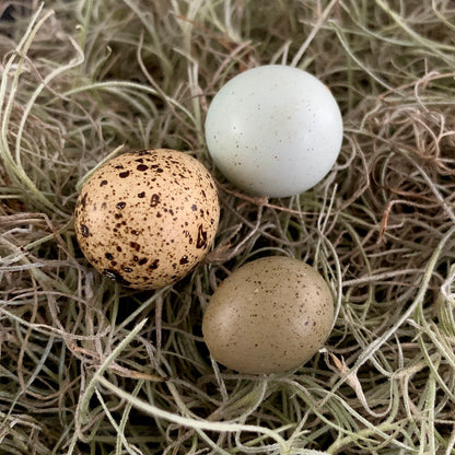 Tiny Egg - Empty Button Quail Eggshell