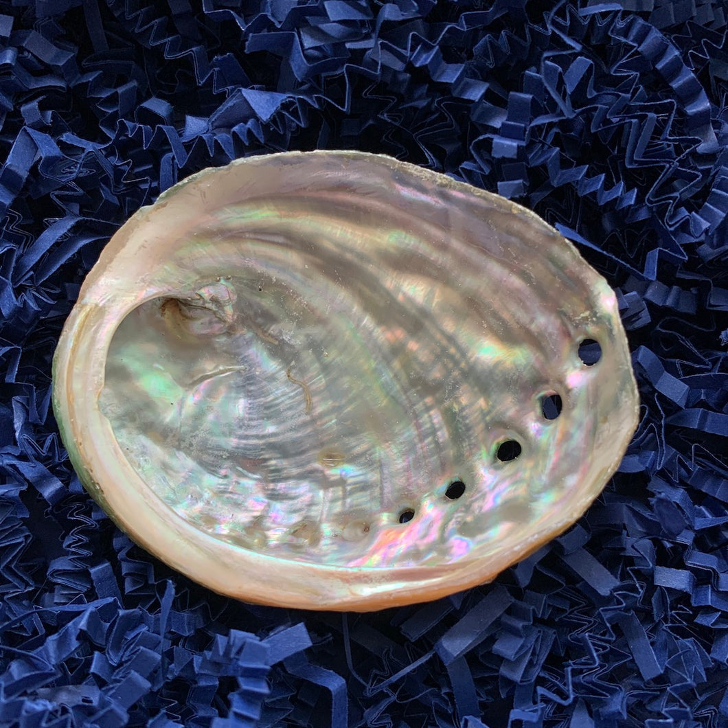 Shell from the Distant Shore