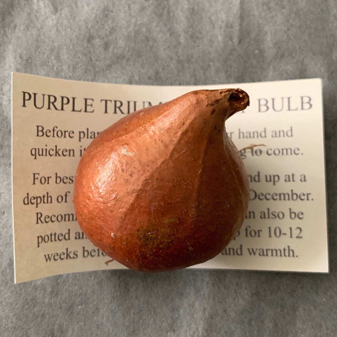 Tulip Bulb