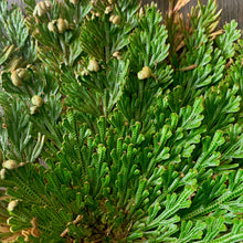 Load image into Gallery viewer, Dormant Plant - Rose of Jericho Resurrection Fern

