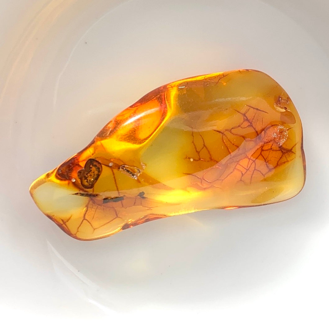 Amber from the Ancient Forest