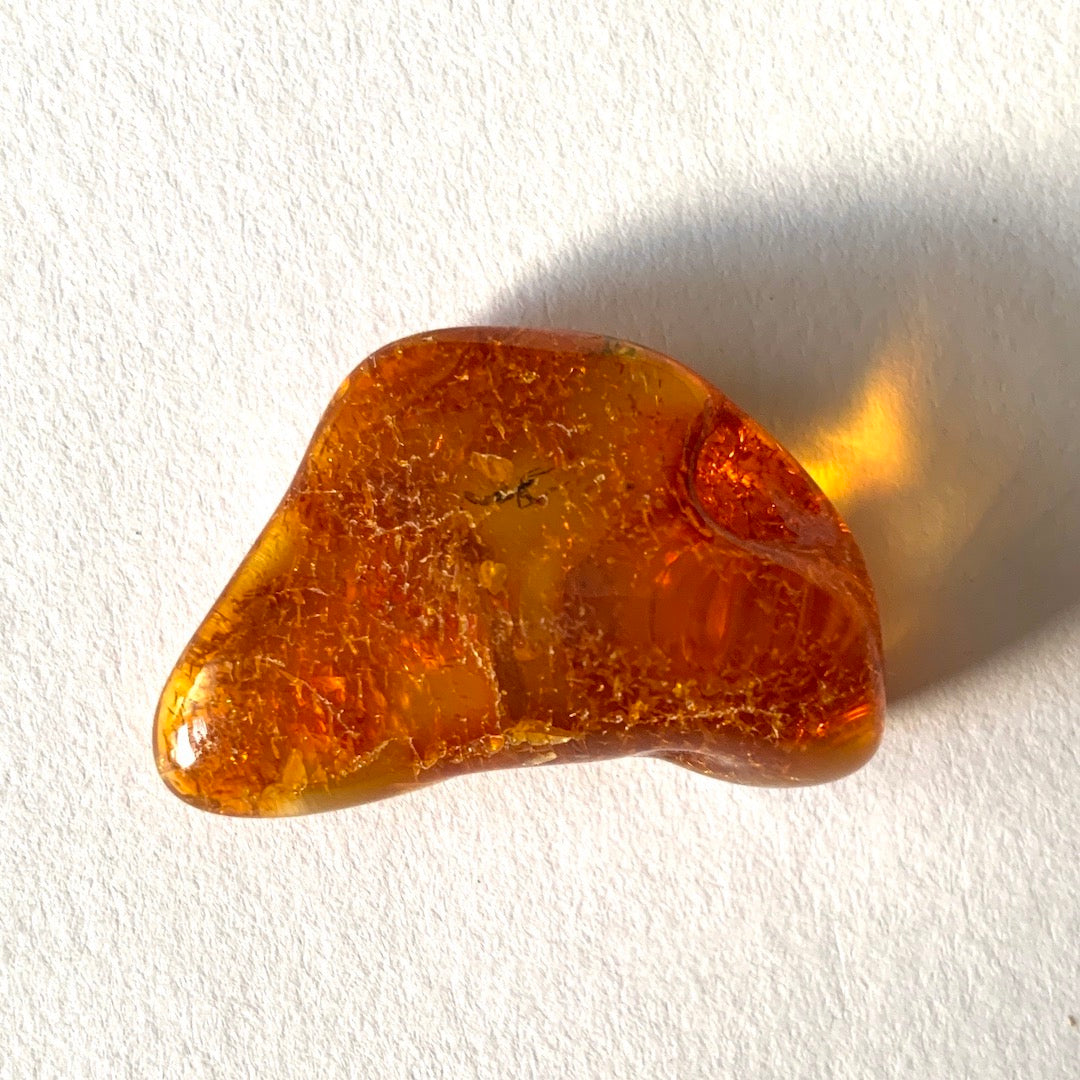 Amber from the Ancient Forest