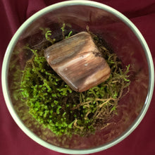 Load image into Gallery viewer, The White-Tipped Moss - Limited Edition Box
